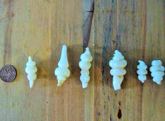 Chinese Artichoke Stachys affinis (4 tubers) Norton Naturals