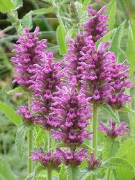 Chinese Artichoke - Stachys affinis ($5 for 4 tubers)