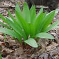 Ramps - Allium tricoccum ($2 per bulb) Fall shipping only!