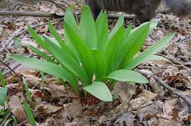 Ramps - Allium tricoccum ($2 per bulb) Fall shipping only!