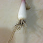 Ramps - Allium tricoccum (Fall shipping only!)