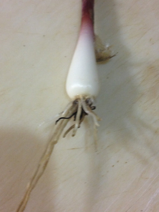 Ramps - Allium tricoccum (Fall shipping only!)