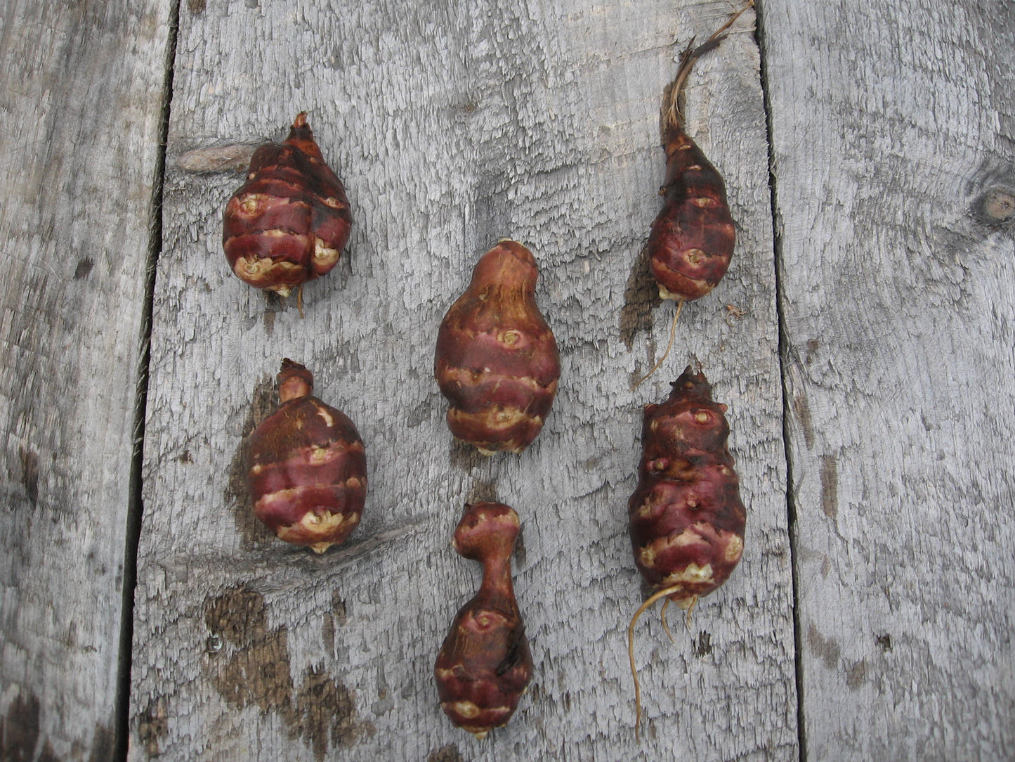 Jerusalem Artichoke, Red - Helianthus tuberosus