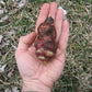 Jerusalem Artichoke, Red - Helianthus tuberosus