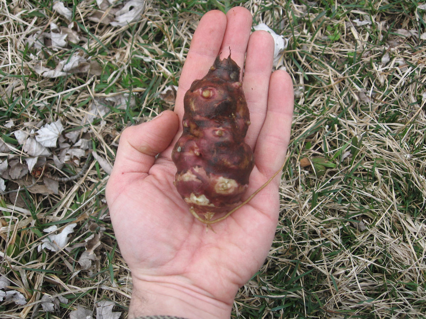 Jerusalem Artichoke, Red - Helianthus tuberosus