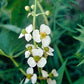 Arrowhead - Sagittaria latifolia