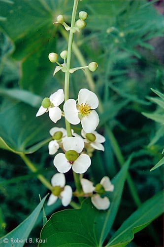 Arrowhead - Sagittaria latifolia
